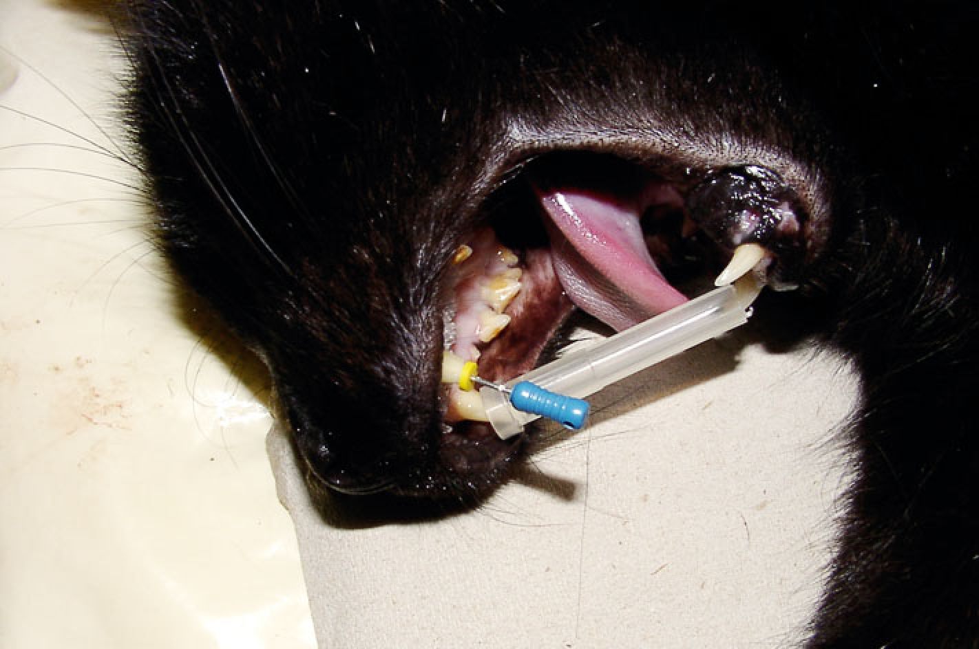 Endodontie / Wurzelkanalbehandlung durch Tierzahnarzt in Berlin