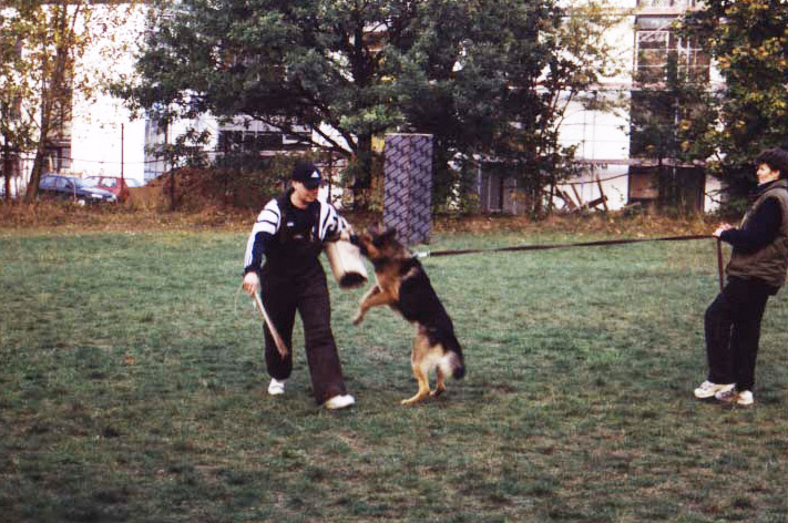 Kronenarbeit auf dem Hundeplatz